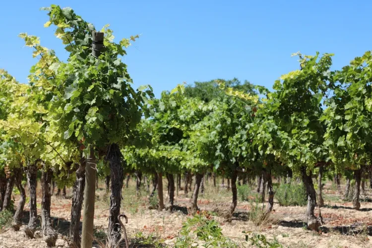 villa-vacances-aix-provence-vignes-bio villa vacances aix en provence avec des vignes