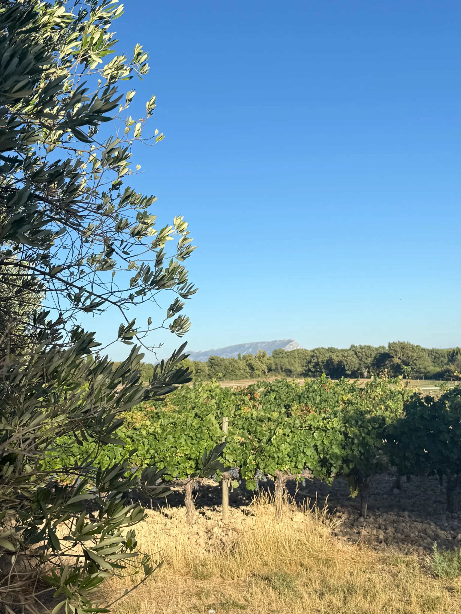 Villa La Source retraite yoga Provence vue Sainte-Victoire vignes oliviers villa La Source Puyricard