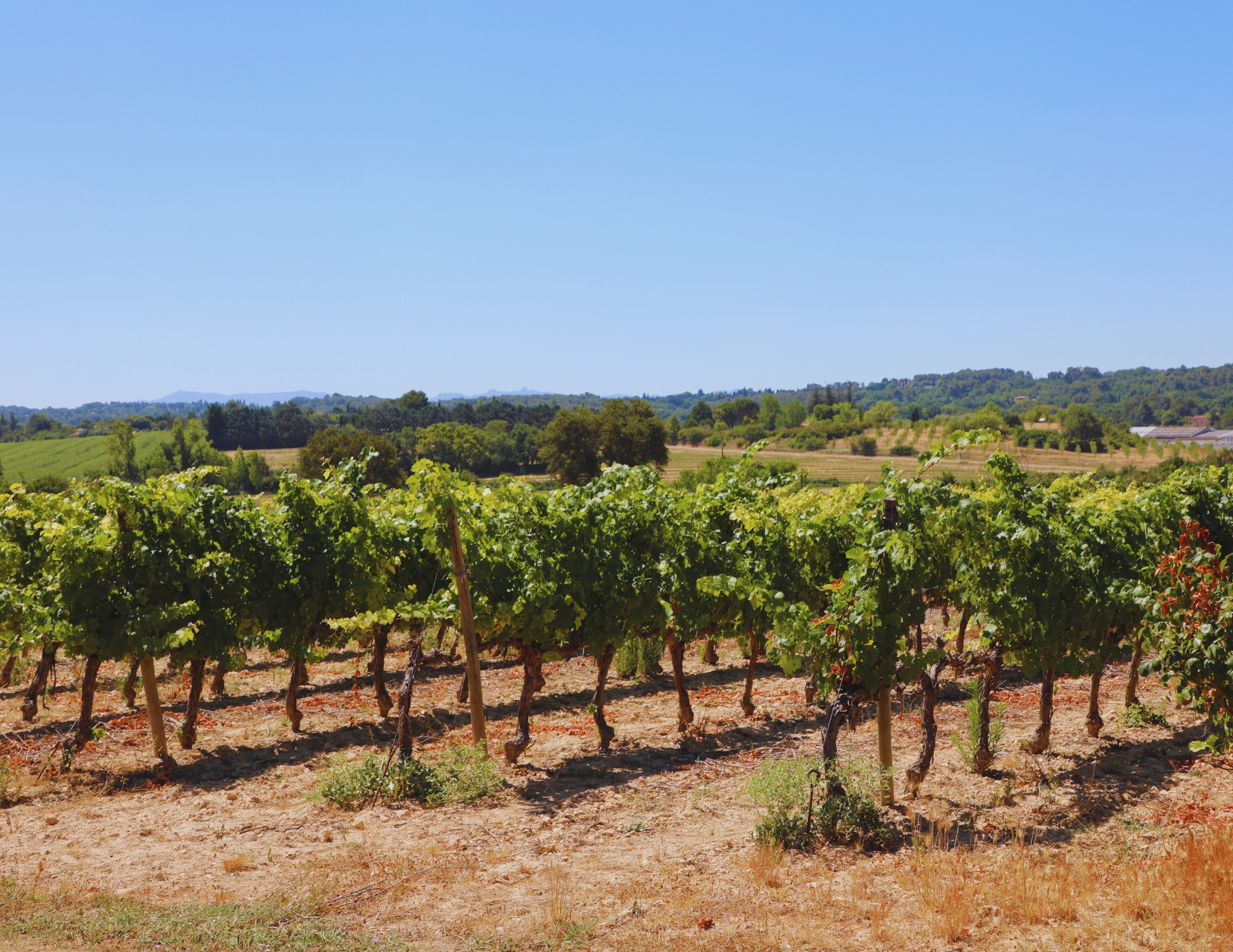 Villa La Source Petit vignoble familial en AOC Coteaux d'Aix-en-Provence et vue Sainte-Victoire — bastide à vendre près d'Aix-en-Provence